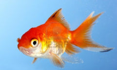 Goldfish