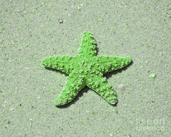 Starfish (Green)