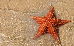 Starfish (Orange)