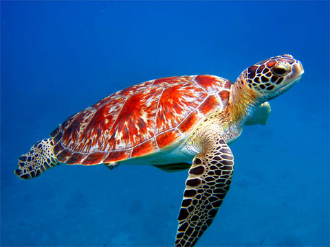 Turtle (Red)