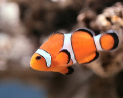 Clownfish