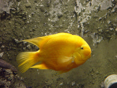 Darica Fish