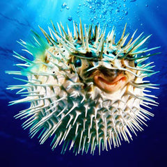 Puffer Fish