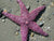 Starfish (Purple)