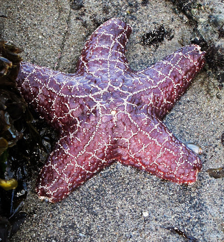 Starfish (Purple)